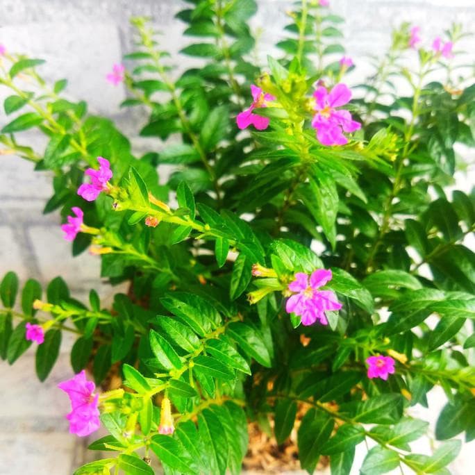 TANAMAN HIAS TAIWAN BUNGA UNGU / POHON HIAS TAIWAN BUNGA UNGU / TANAMAN TAIWAN BEAUTY BUNGA UNGU