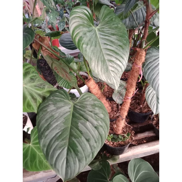 TANAMAN HIAS PHILODENDRON PLOWMANI REAL PICT