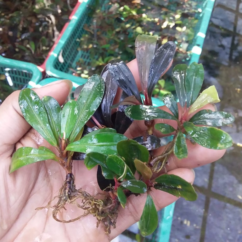 Jenis Tanaman Buce Aquascape Aquascape Jenis Tanaman Buce Aquascape Aquascape