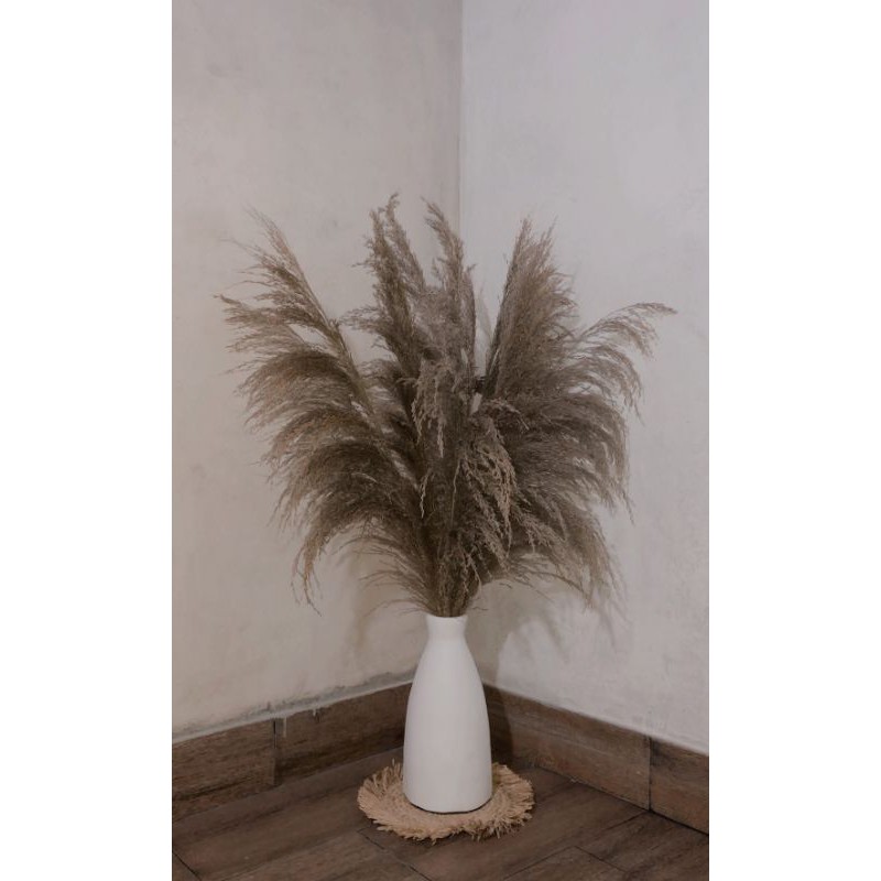 Pampas Grass/Pampas Bulu/Dried Pampas Lokal Ukuran XL