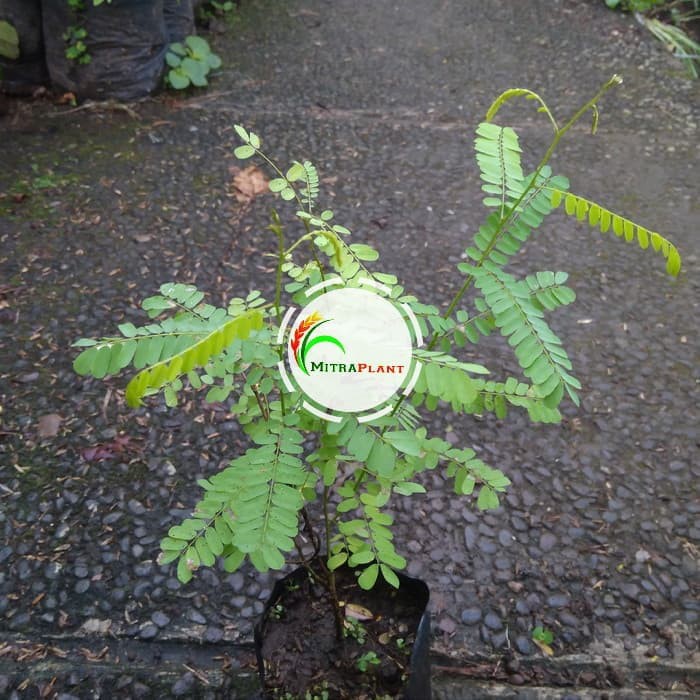 Bibit Tanaman Saga Bibit Tanaman Daun Saga Herbal Bibit Bibit Tanaman Saga Bibit Tanaman Daun Saga Herbal Bibit