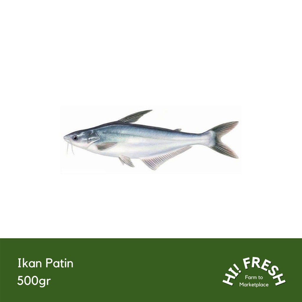 

Ikan Patin 500gr