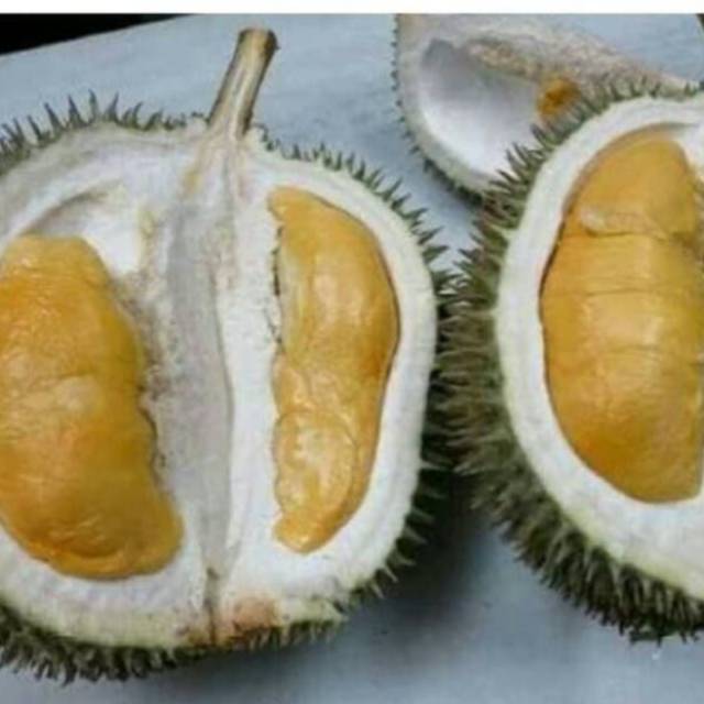 Bibit Durian D24