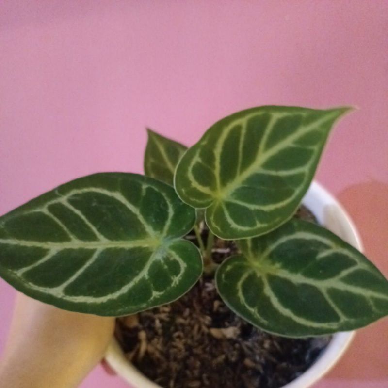 anthurium silverblush x forgetii