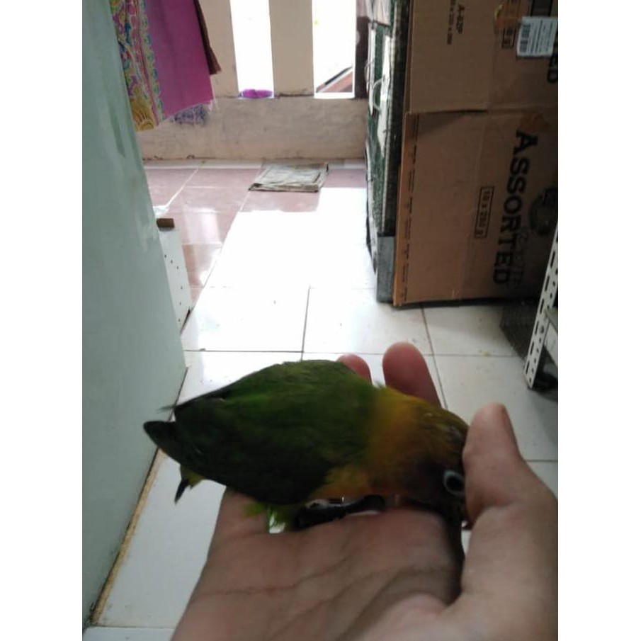 Burung Lovebird Lb Josan Hijau Standart Jinak Lolohan Ternakan