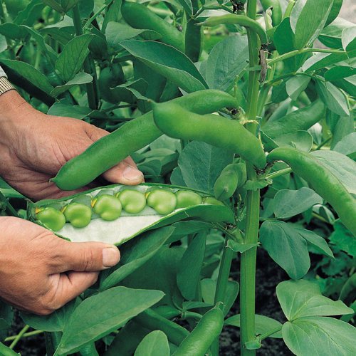 Benih Bibit Biji - Broad Bean Grano Violetto Winter Hardy Fava Beans Seeds - IMPORT