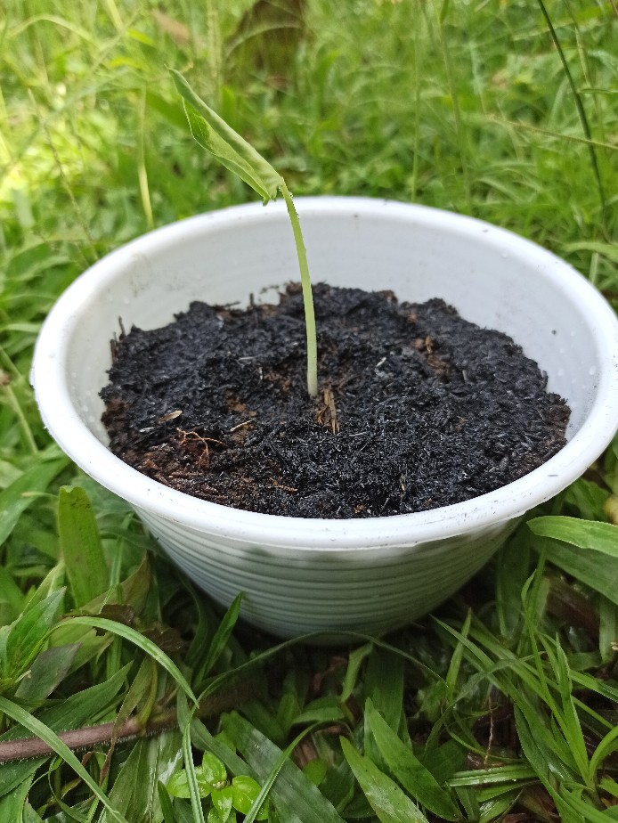 Keladi White Raffles Caladium White Knight