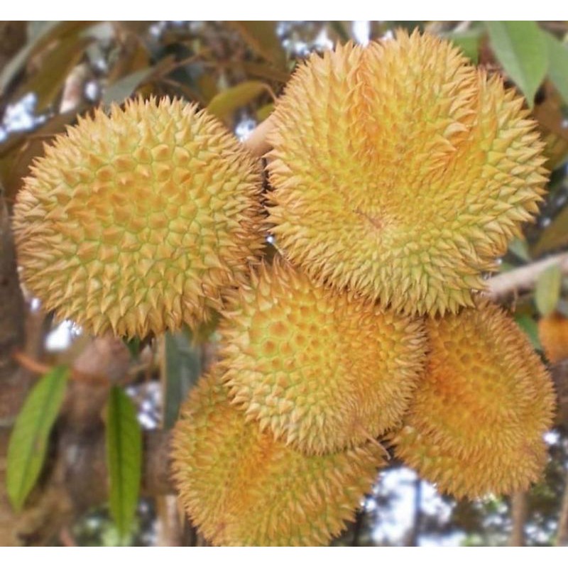 Bibit Buah Durian Matahari | Benih Tanaman Durian Matahari