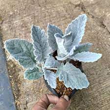 Silver dust daun lebar ( putri salju ) - Bibit tanaman putri salju daun besar