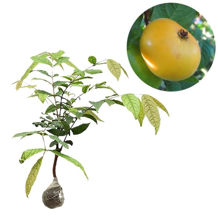 Bibit Buah Araza - Tinggi 40cm (BISA COD BOS)