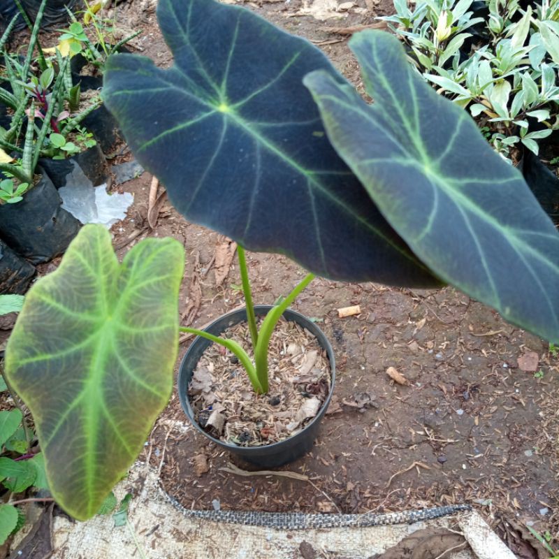 tanaman hias caladium black magic keladi hitam black magic