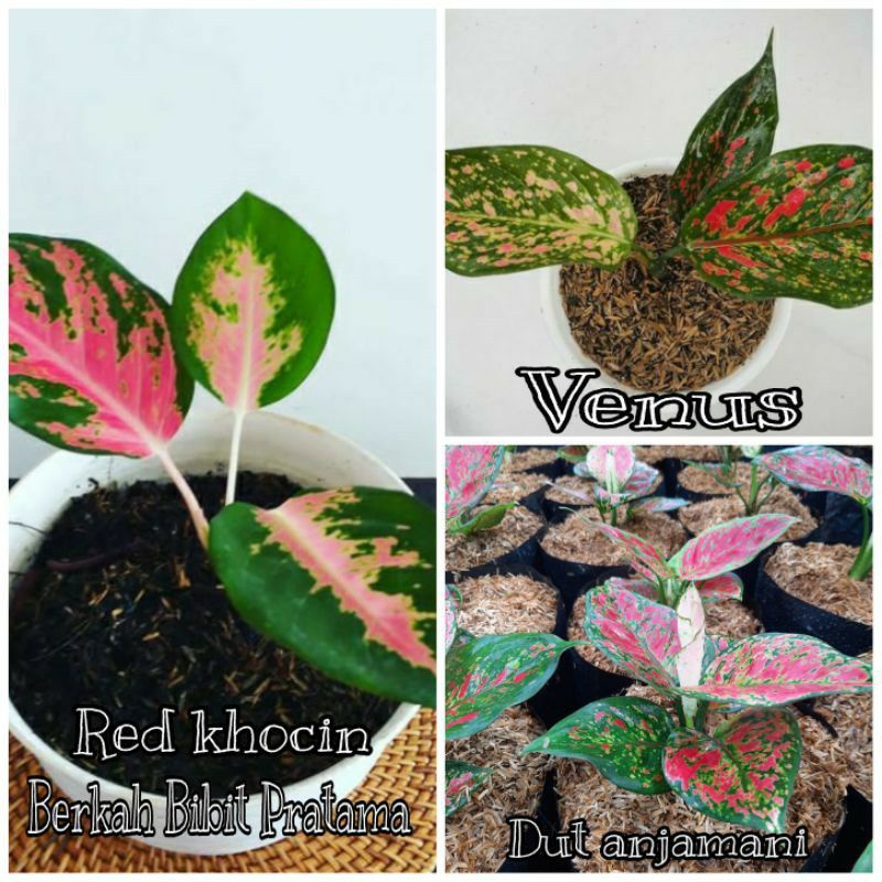 paket aglonema 3 kocin pink,venus,dut anjamani