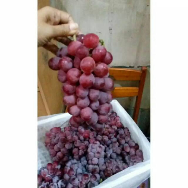 

Anggur Merah 250 gram