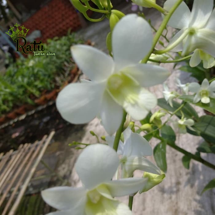Hias taman outdoor / Tanaman hias anggrek bunga putih asli
