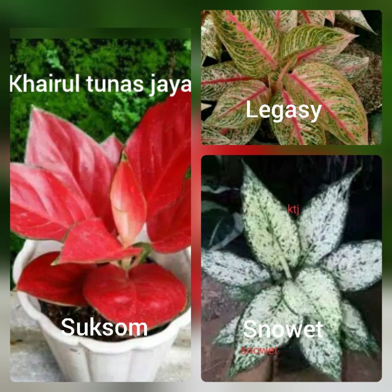bibit bunga aglonema 3 jenis paket mumer suksom,snow white,legasy