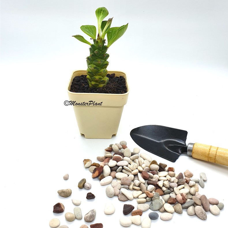 Tanaman Hias Sukulen Monadenium Ritchiei Mini Plus Pot imut lucu