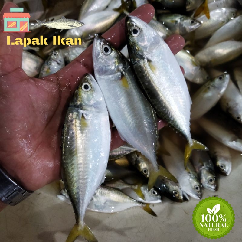 

GROSIR Ikan Kembung Anak Segar Hasil Laut Segar 5Kilogram / 10Kilogram