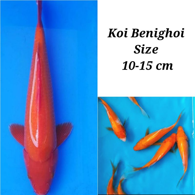 Bibit ikan koi benighoi  / koi merah full size 10-15 cm kwalitas baik