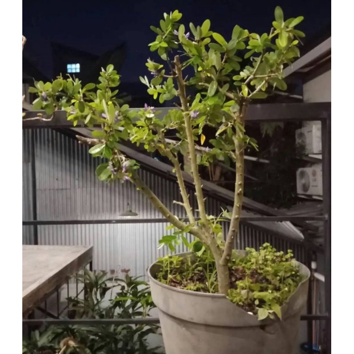 bonsai saeng simbur vietnam