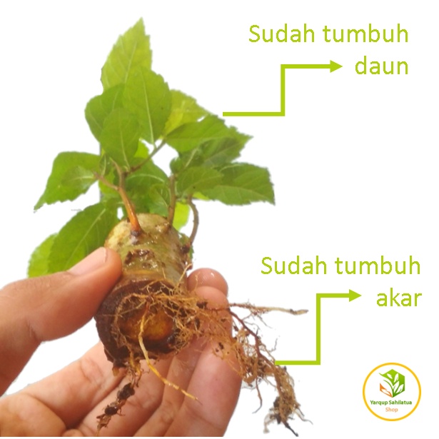 Bahan Bonsai Mame Pohon Serut (batang besar)