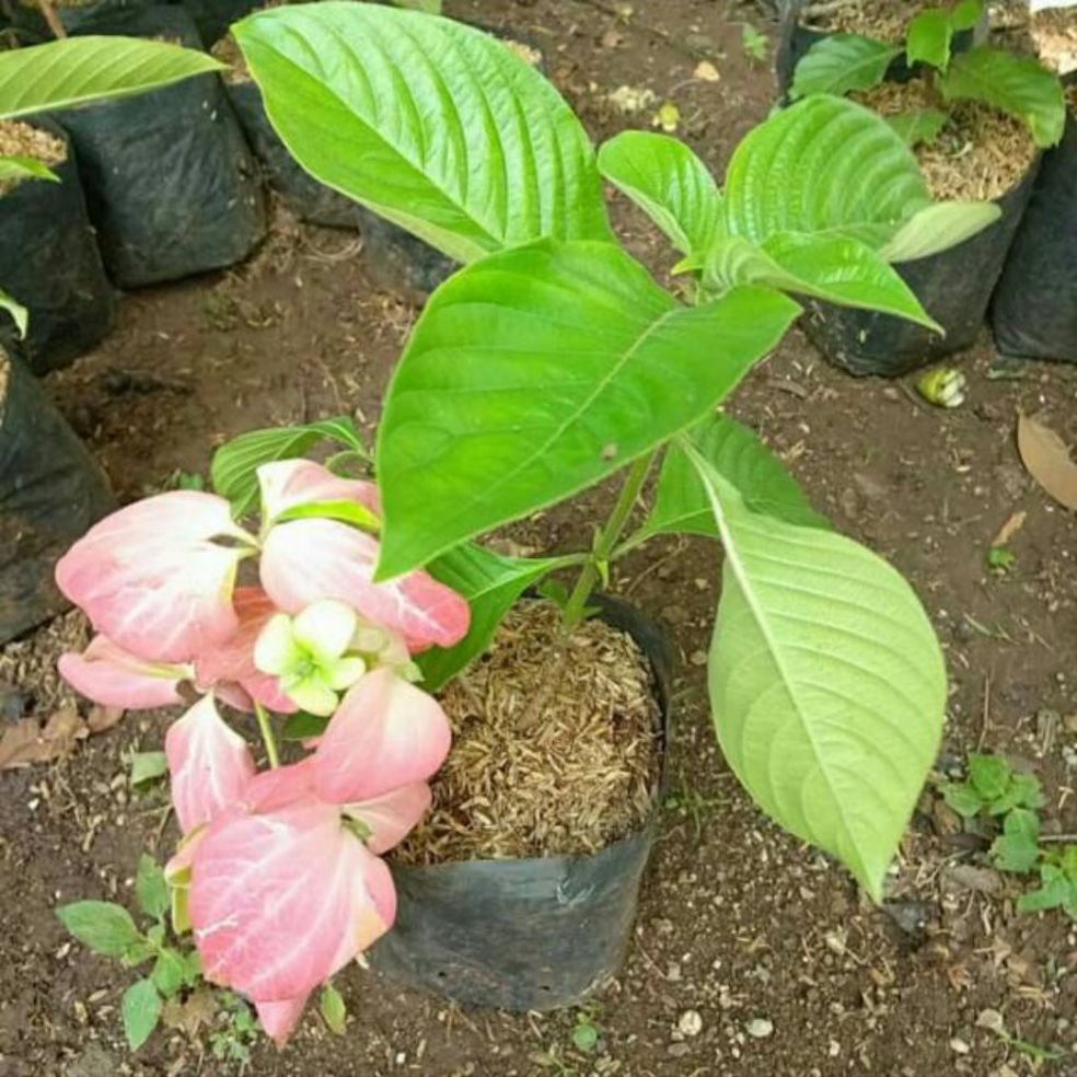 tanaman hias bunga nusa indah - tanaman nuda indah - pohon bunga nusa indah - bunga nusa indah