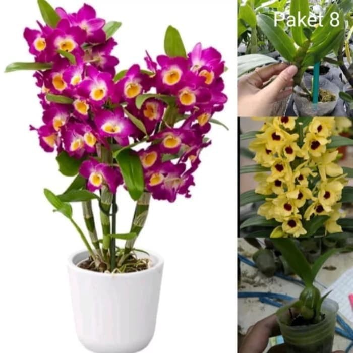 Promo Anggrek 100 rb Dendrobium nobile ungu remaja dan kuning seedling