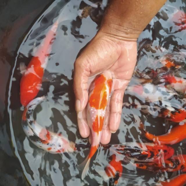 Ikan Koi Warna Warni Shopee Indonesia