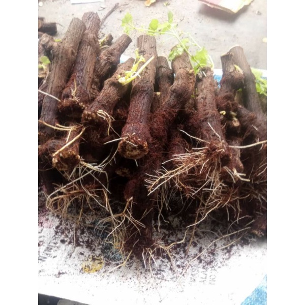 cutting anggur Alfonso berkalus dan akar