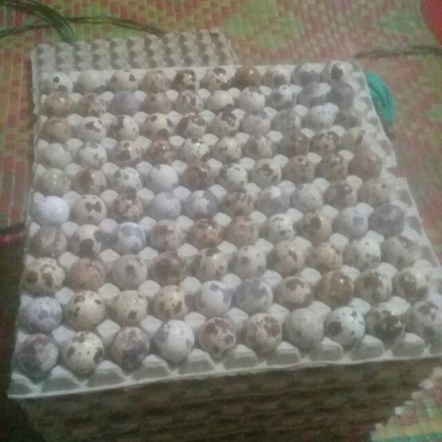 telur tetas / telur fertil