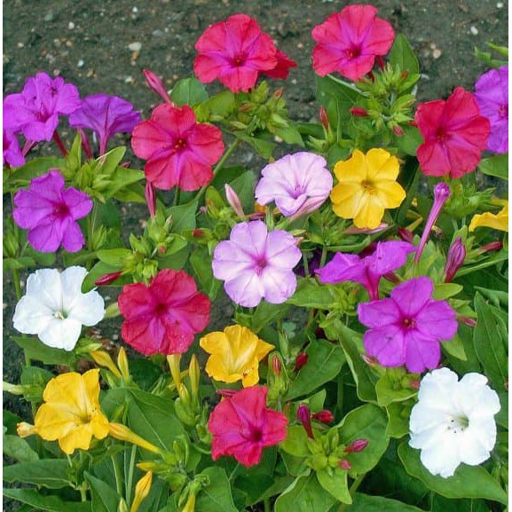 Benih Bibit Biji - Bunga Pukul Empat Campuran Warna / Four O'Clock Mixed Colors Flower Seeds