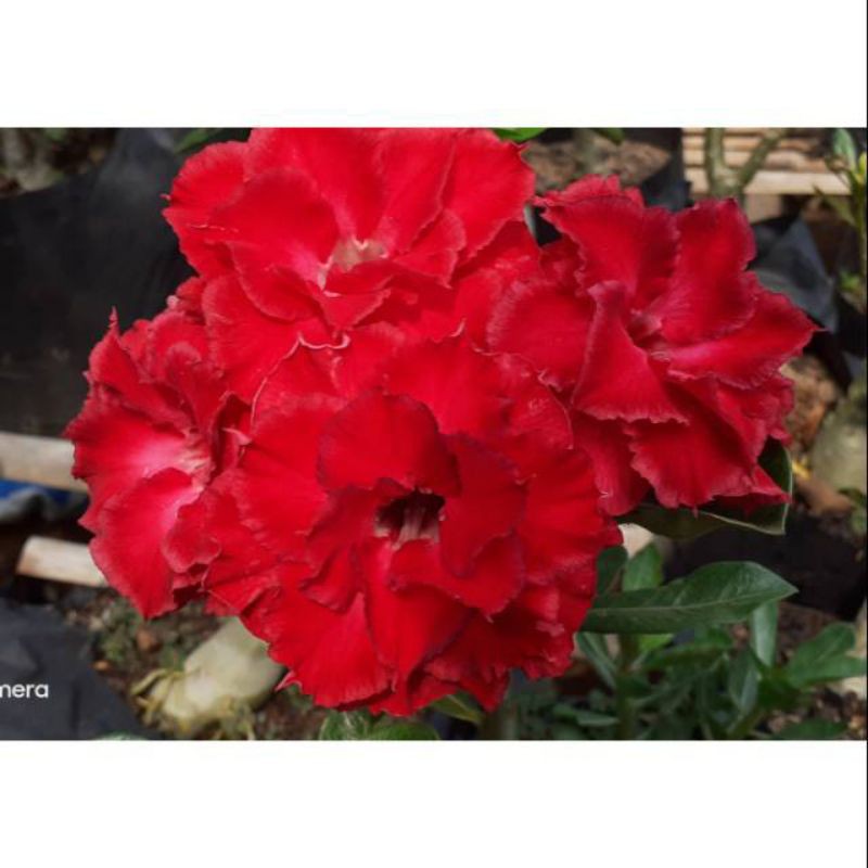 tanaman hias adenium bunga merah tumpuk