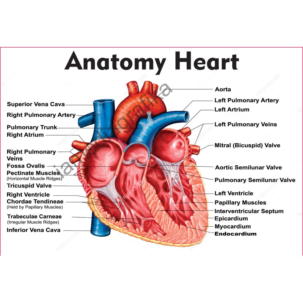 Terkeren 22 Gambar Poster Organ Tubuh Manusia  Gani Gambar 