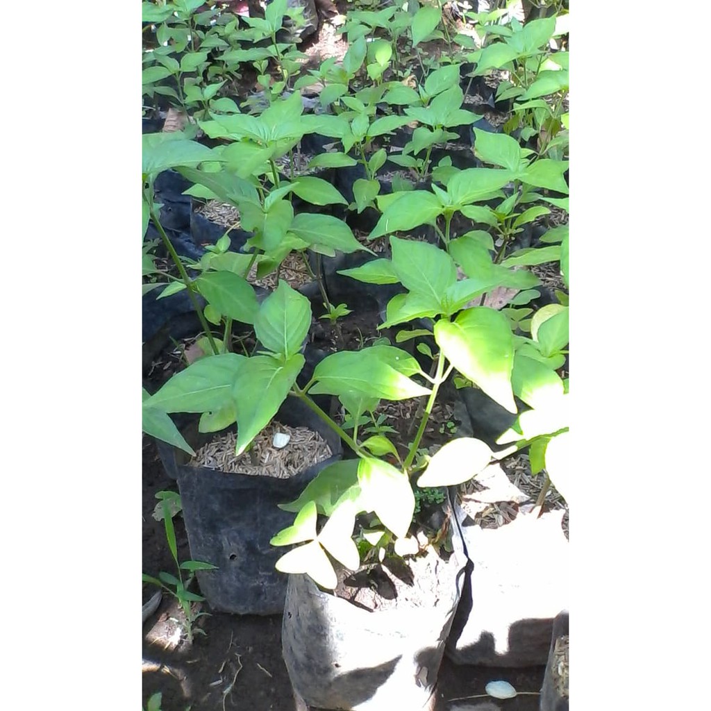 Bibit Tanaman TEH HIJAU