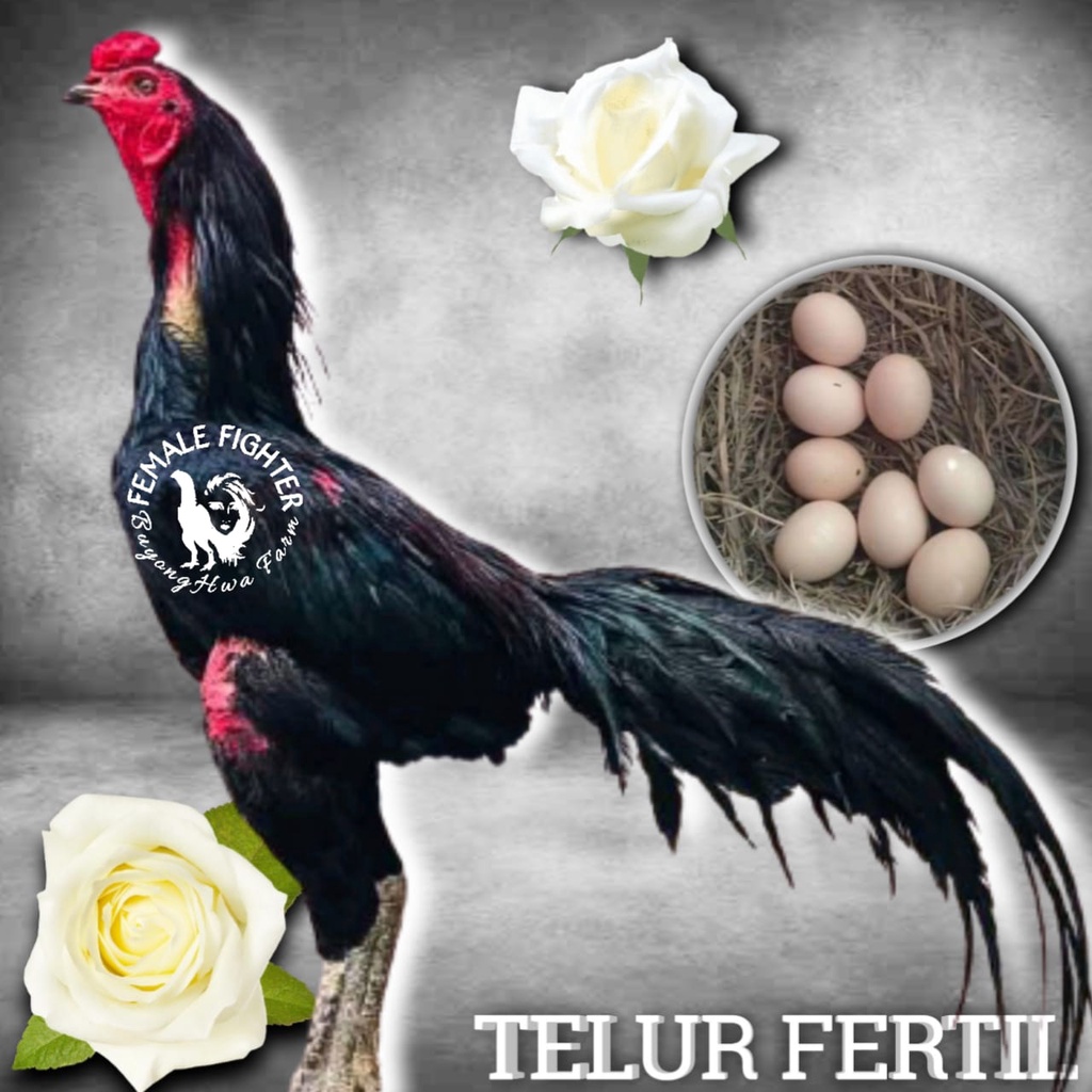 koytrad black brakot brutal Ayam Bangkok TELUR FERTIL New Generasi