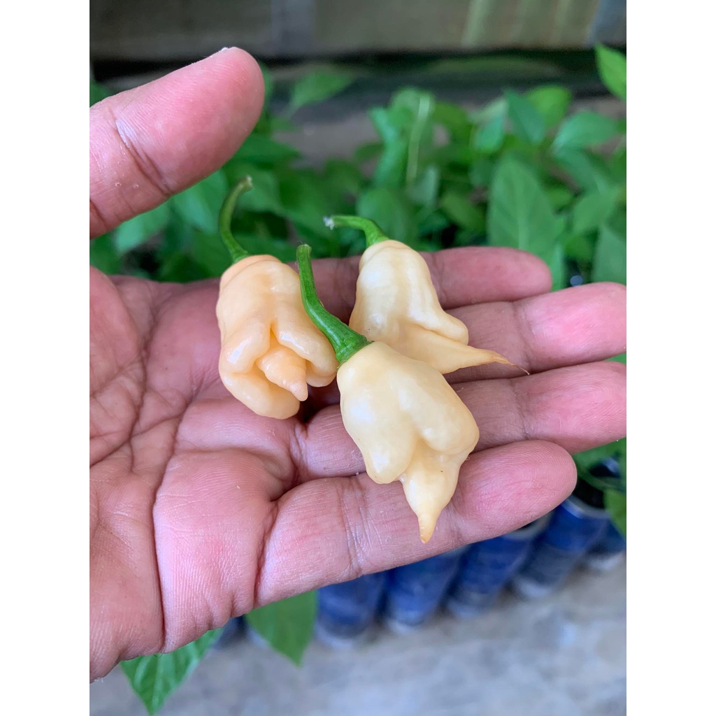 Benih Bibit Biji - Cabai Watryx X Pink Tiger Peach Cabe Super Pedas Pepper Seeds