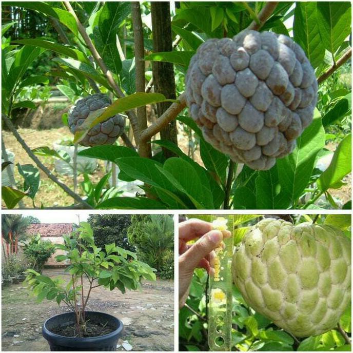 Promo Paket 2 Bibit Tanaman Buah Srikaya Fix