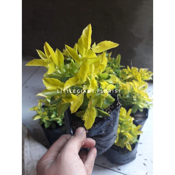 Tanaman Hias Pagar Hidup Penitian