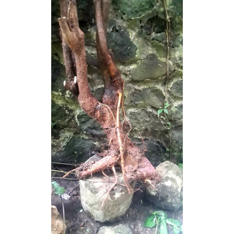 dongkelan murbei big