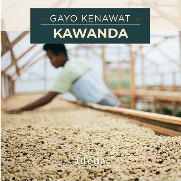 

(BISA COD) Green Bean Arabica Gayo Kampung Kenawat Kawanda 1kg
