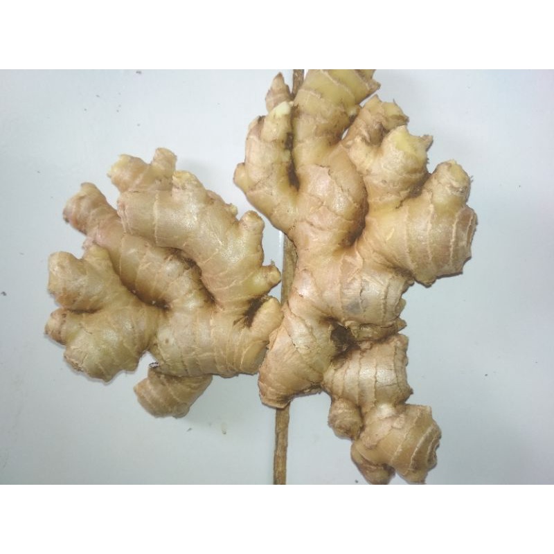 

jahe lokal super segar&besar besar 1kg