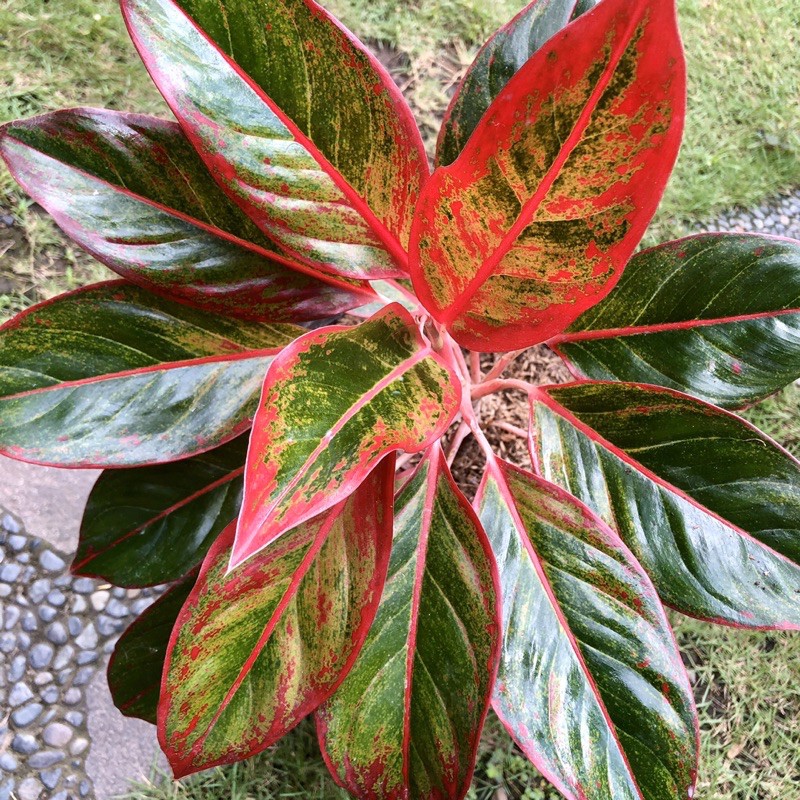 Tanaman Hias Aglaonema / Aglonema LIPSTIK Besar / Jumbo / Induk / Rimbun