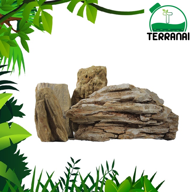 Jual BATU FOSIL Hias Aquarium / Terrarium / Paludarium / Aquascape 1 KG ...