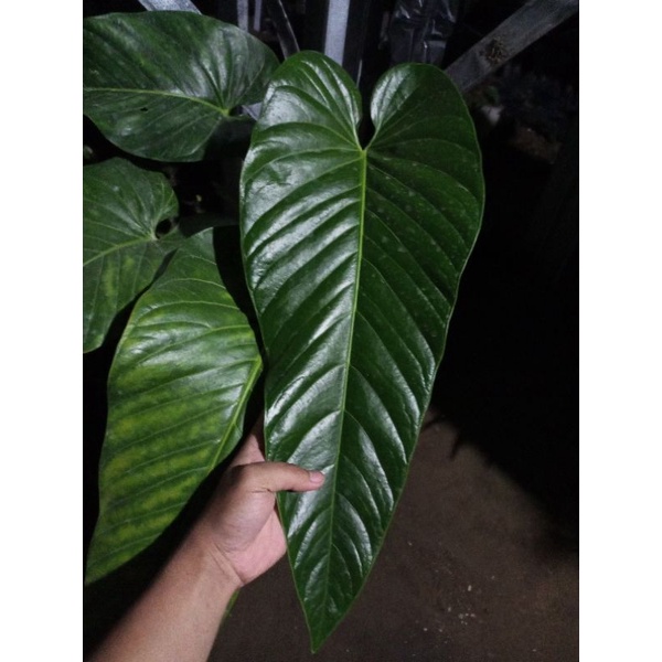 anthurium Lea
