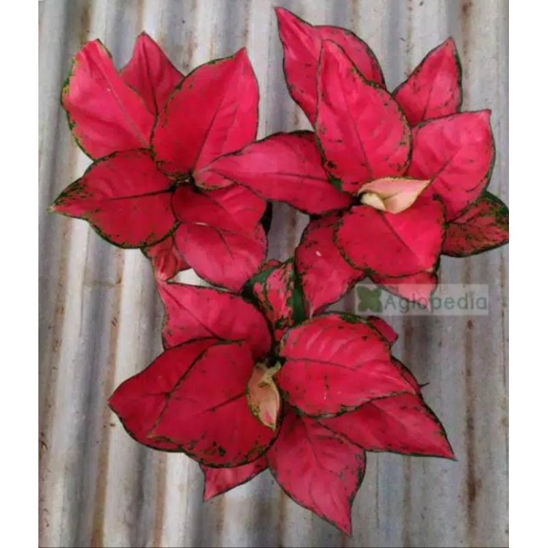 aglonema red anjamani remaja