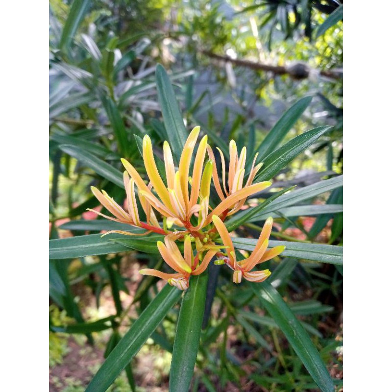 lohansung pucuk merah