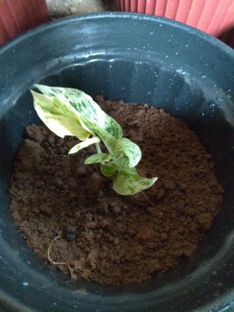 Tanaman Hias Sirih Gading Varigata