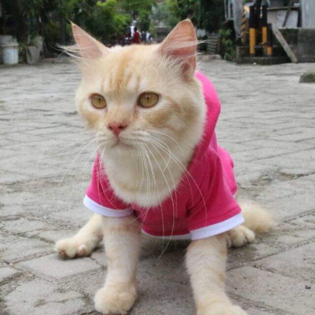 Kaos hoodie pink funky imut polosan (non sablon) / kaos kucing anjing / baju kucing size S M L XL