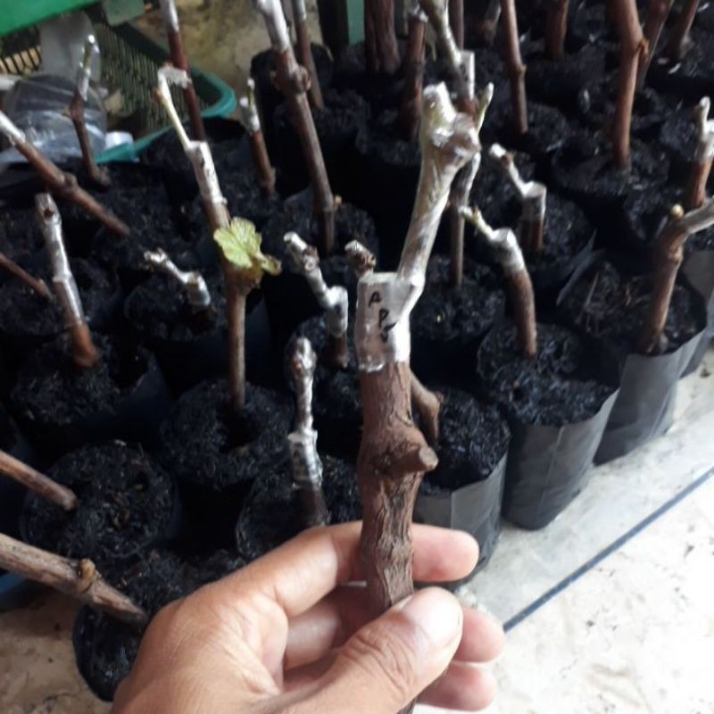 Paket 5 cutting grafting Anggur Import