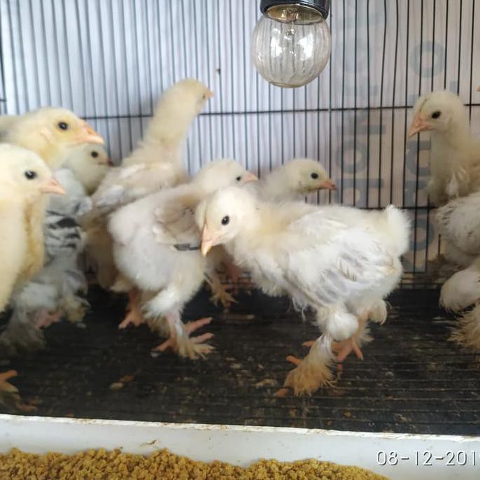 BISA COD Ayam Brahma anakan LIMITED EDITION Kode