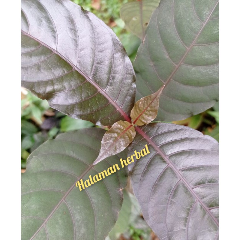 

daun ungu hanelem250g